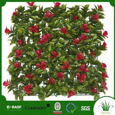 Wal Planhigion Gardd