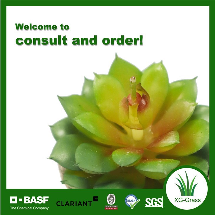 Xingu Succulent Plants in Bulk For International Buyers price